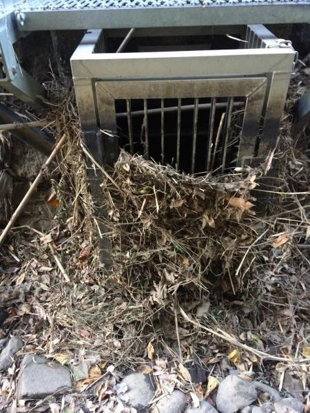 今日も川底掃除！画像