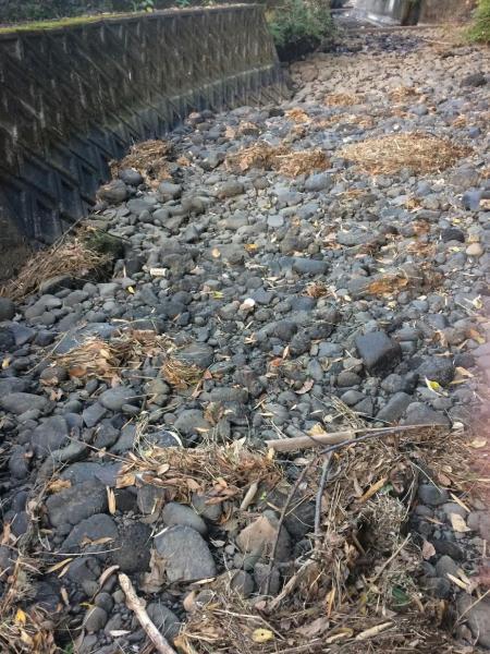 今日も川底掃除！画像