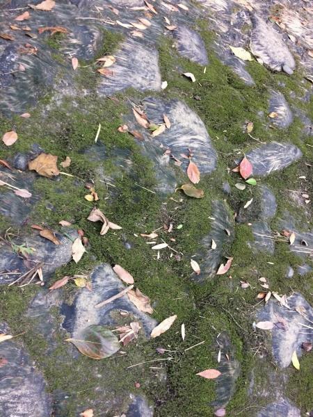 今日も川底掃除！画像