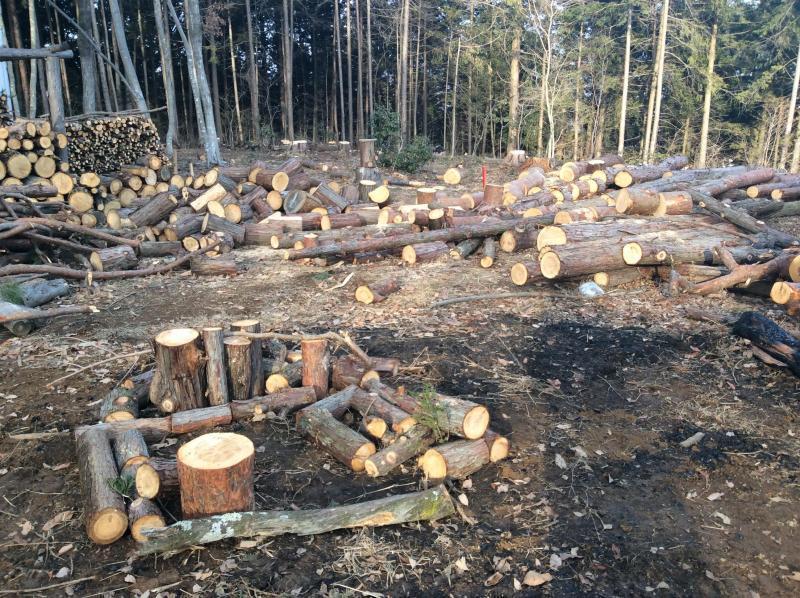 森あそび★画像