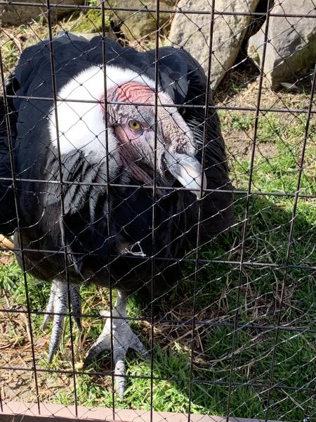 そうだ、動物園に行こう画像