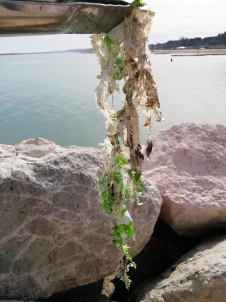 今日も海で！画像