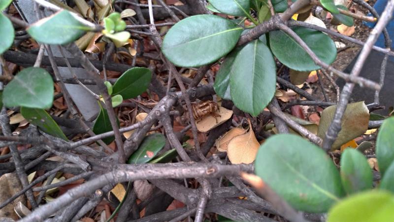 【北新地】北新地チーム復活の定例おそうじ【9月第4土曜日】画像