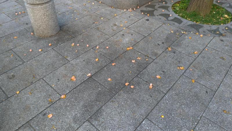 【北新地】実は8周年を迎えてた定例おそうじ【10月第4土曜日】画像