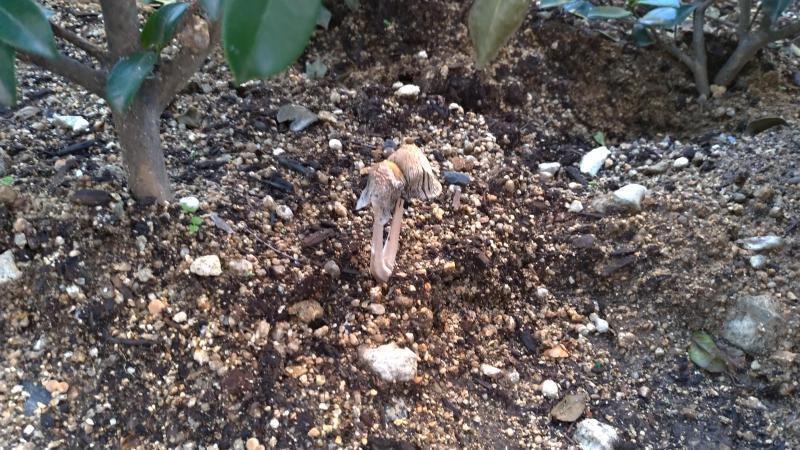 【北新地】実は8周年を迎えてた定例おそうじ【10月第4土曜日】画像