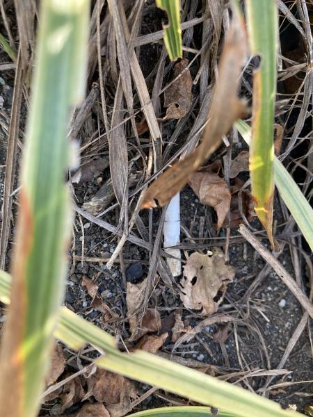 久しぶりの街ゴミ拾い！画像