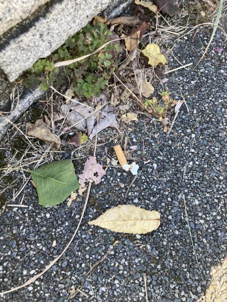 久しぶりの街ゴミ拾い！画像