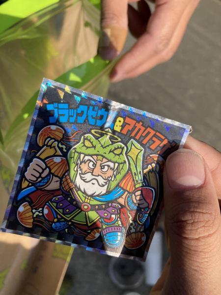 今日はマイクロプラスチックよりもガラス片画像