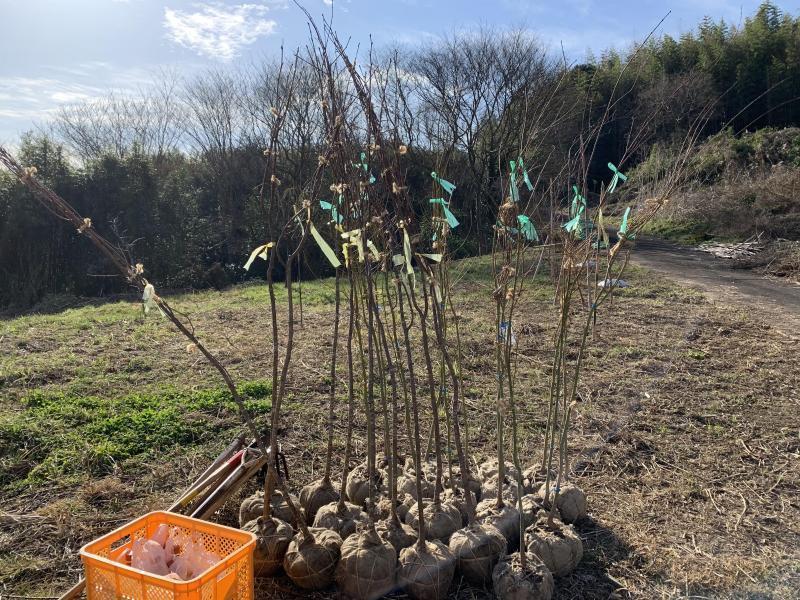 2/13(土)多久桜舞う里山植樹プロジェクトそうじ画像