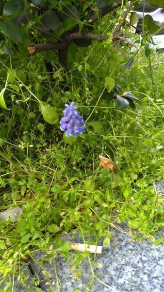 【北新地】ぽかぽか陽気の定例おそうじ【3月第4土曜日】画像