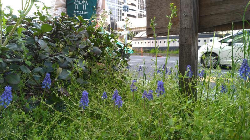 【北新地】ぽかぽか陽気の定例おそうじ【3月第4土曜日】画像