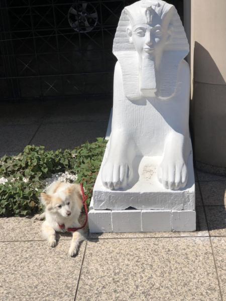 地域清掃　旧山手通り画像