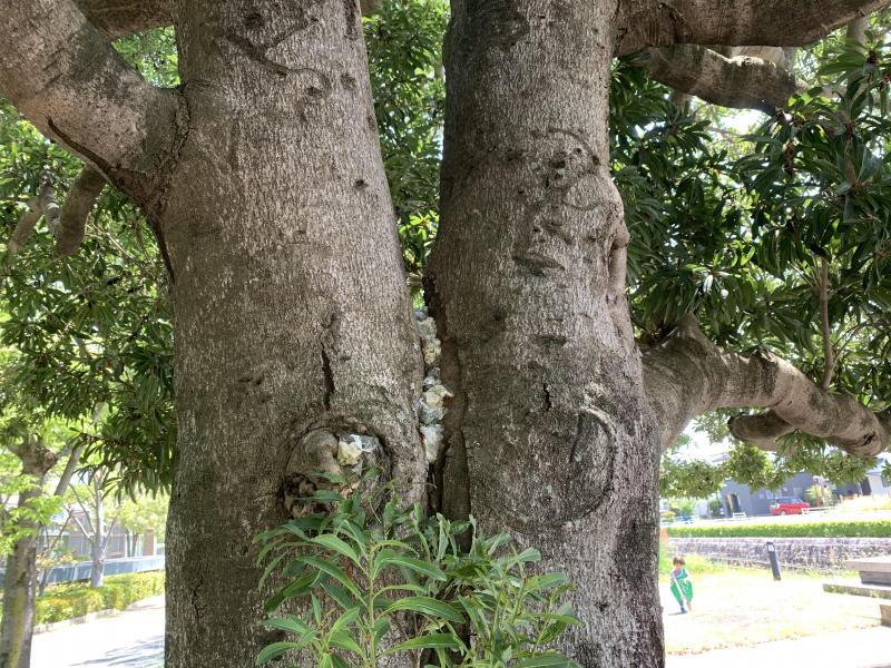4/25(日)さが日曜昼前そうじ画像