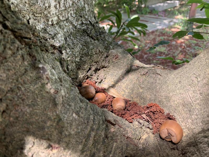 4/25(日)さが日曜昼前そうじ画像