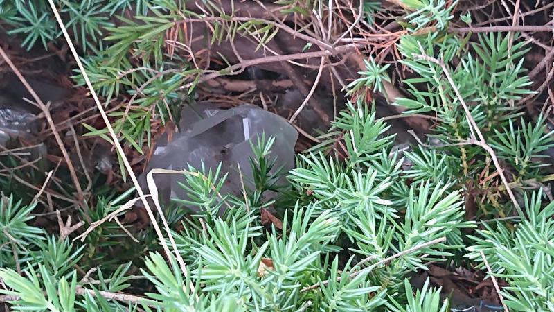 【杉田】定期清掃　☆磯子リビングラボコラボ清掃☆画像