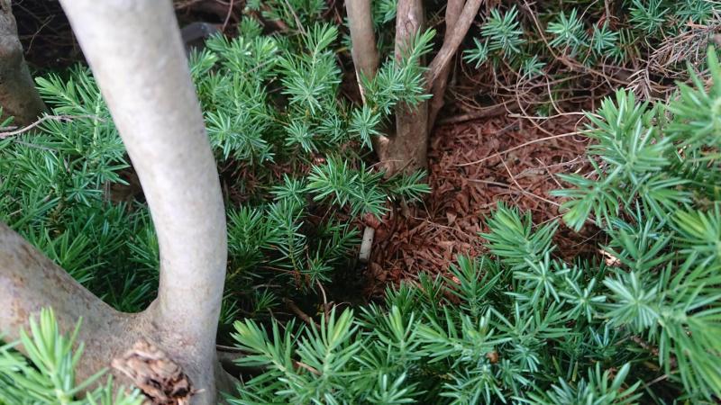 【杉田】定期清掃　☆磯子リビングラボコラボ清掃☆画像