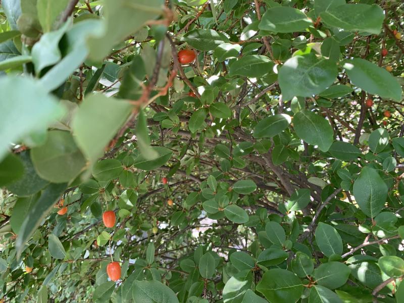 5/23 日曜昼間そうじ@佐賀市どん3の森画像