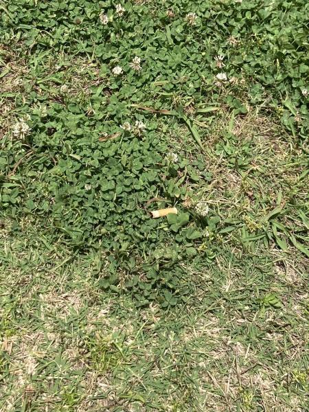 辻堂駅！神台公園街ゴミ拾い！画像