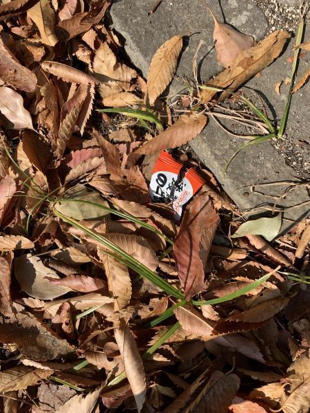 10/31(日)日曜昼前そうじ@佐賀市どん3の森画像