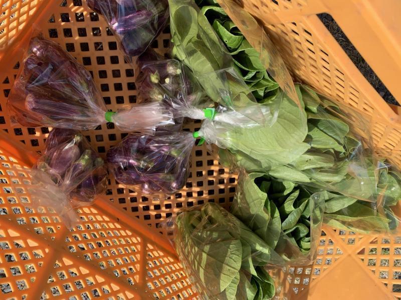 10/31(日)日曜昼前そうじ@佐賀市どん3の森画像