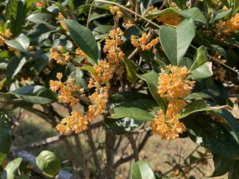 10/31(日)日曜昼前そうじ@佐賀市どん3の森画像