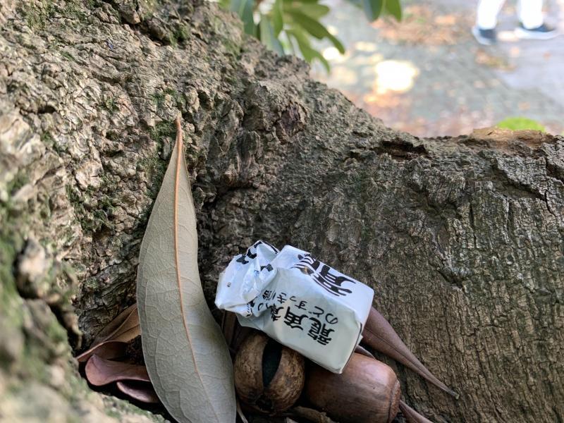 10/31(日)日曜昼前そうじ@佐賀市どん3の森画像