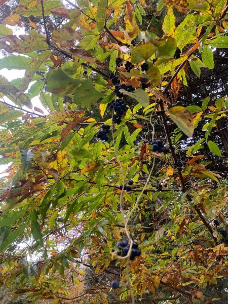 秋が深まってきました。画像