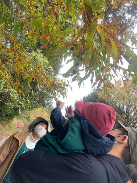 秋が深まってきました。画像