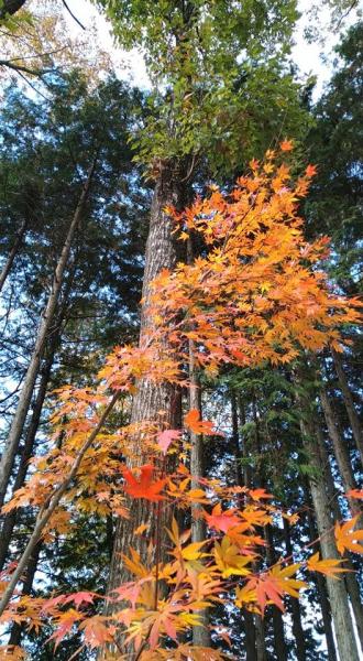 秋が深まってきました。画像