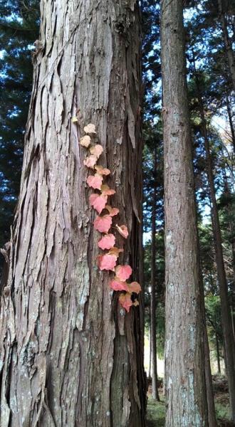 秋が深まってきました。画像