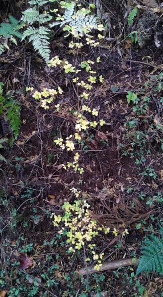 秋が深まってきました。画像