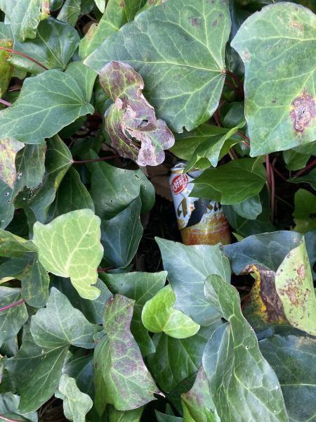 辻堂駅！街ゴミ拾い！画像