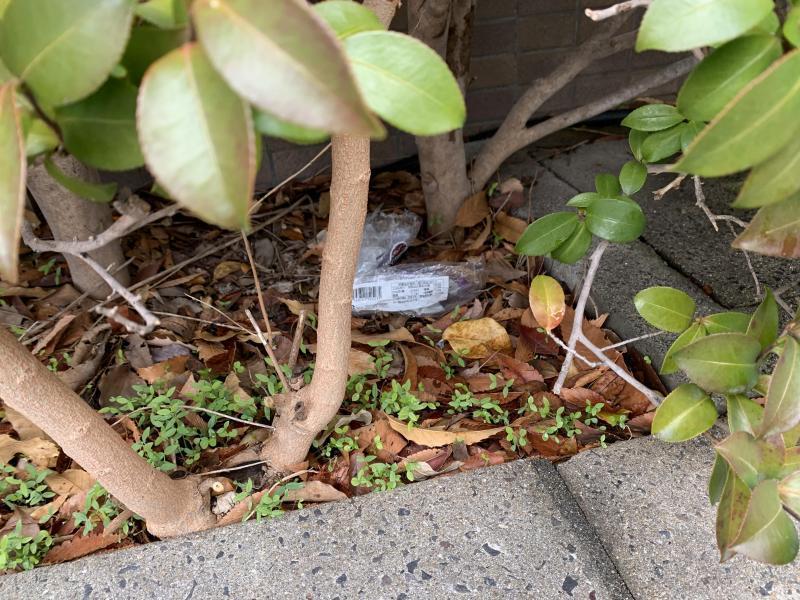 12/19(日)さが日曜昼前そうじ画像