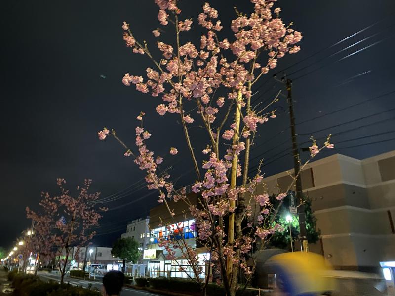 春が感じられるお掃除♪画像