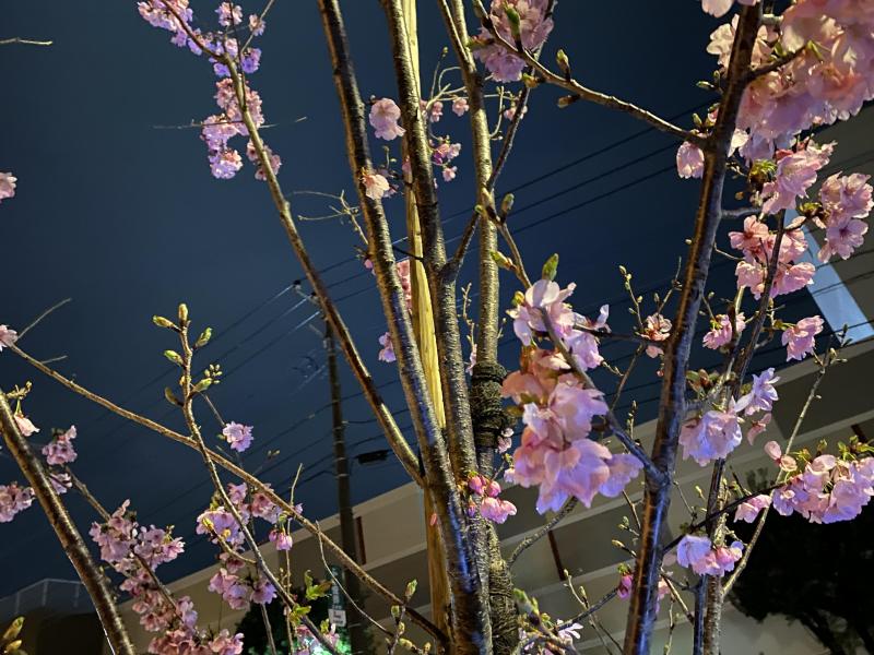 春が感じられるお掃除♪画像