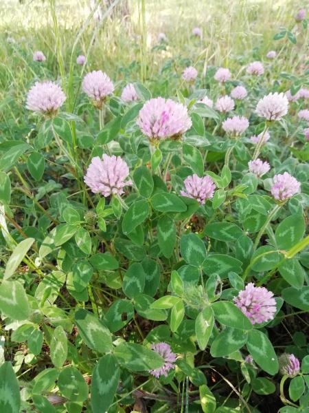 学習お掃除２日目画像