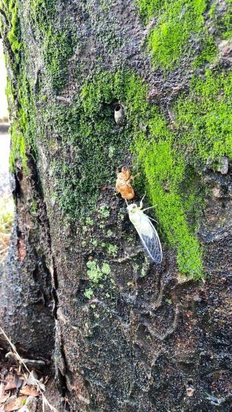 駒沢公園そうじ画像