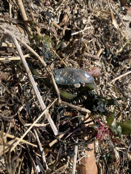 鎌倉腰越！プラスチックビーチクリーン！画像