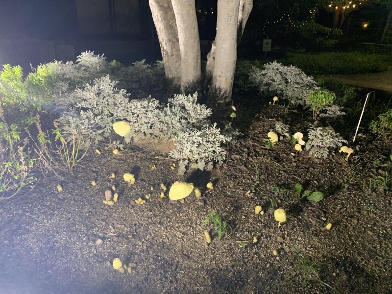 7/20(水)佐賀まちなか夜そうじ画像