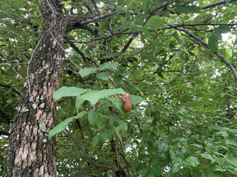 7/31(日)佐賀日曜昼前そうじ画像