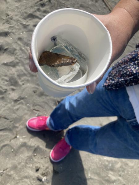 湘南！江の島片瀬西浜海岸マイクロプラスチックビーチクリーン！画像