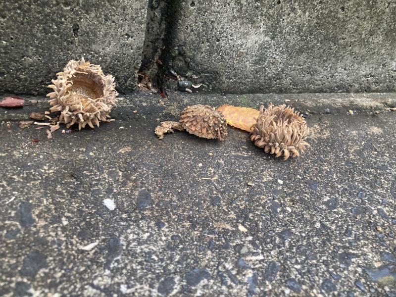 辻堂駅！街ゴミ拾い！画像