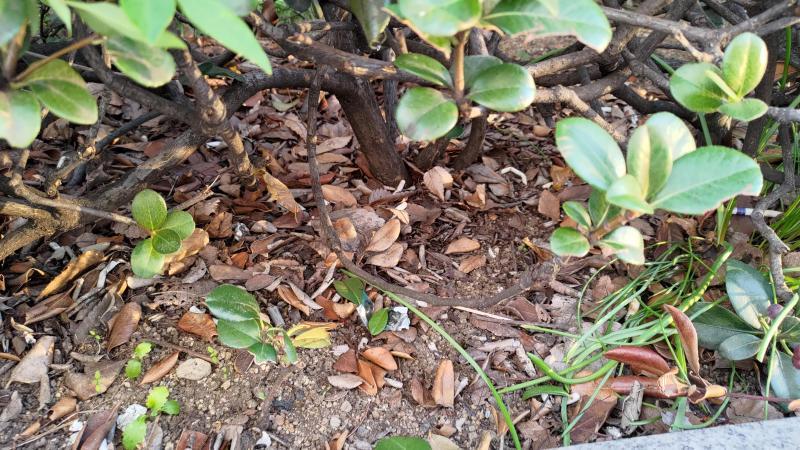 【北新地】祝！！10周年記念おそうじ！【10月第4土曜日】画像