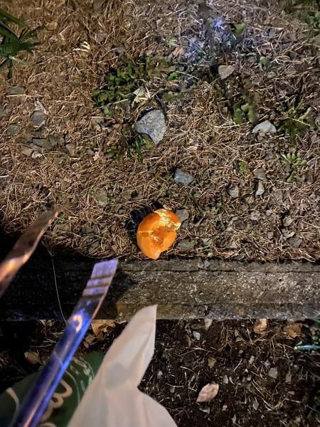 今度こそ最後の掃除2022画像