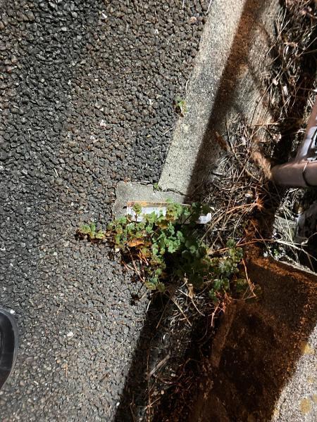 賑やか賑やか掃除画像