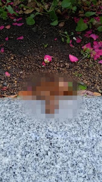 【北新地】雨の隙間の定例おそうじ【1月第4土曜日】画像