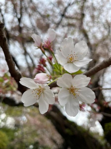 駒沢公園そうじ画像