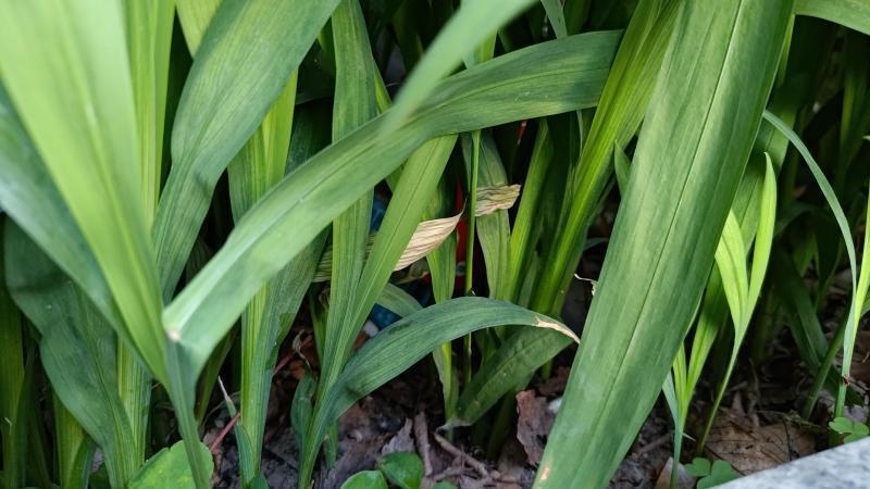 【北新地】コロナもまもなく終了の定例おそうじ【4月第4土曜日】画像