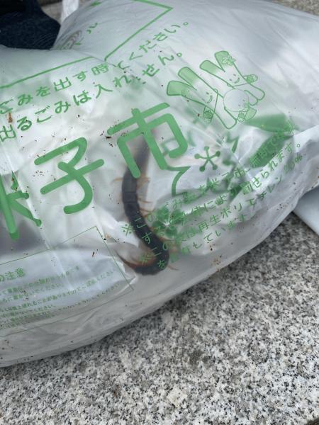 【米子】彫刻ロード川沿いおそうじ画像