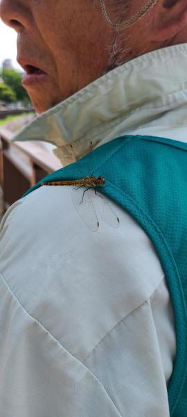 【米子】彫刻ロード川沿いおそうじ画像